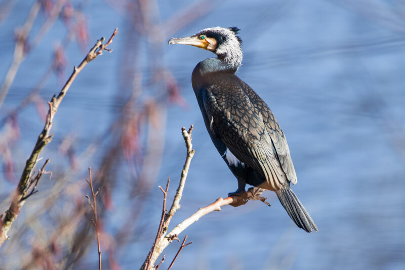 Grand Cormoran en Loire-Atlantique
